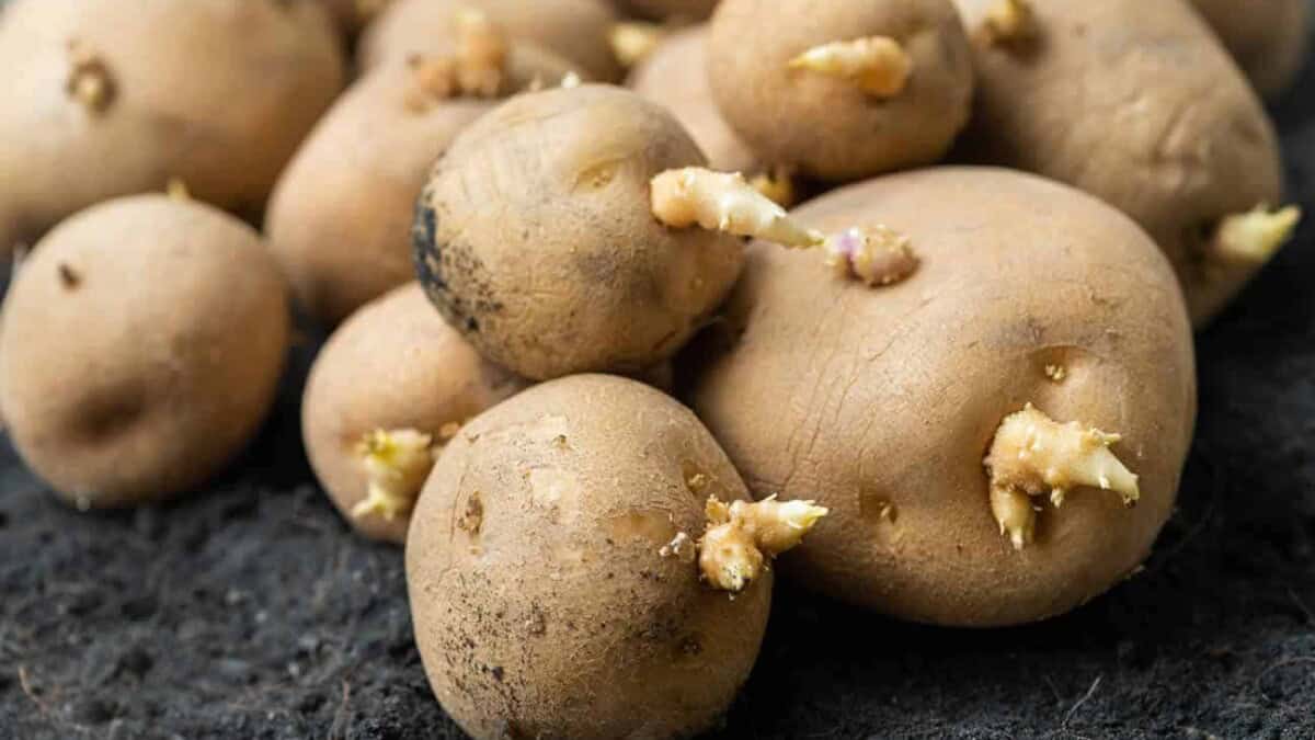 Secrets Dévoilés : Comment empêcher efficacement la germination des pommes de terre